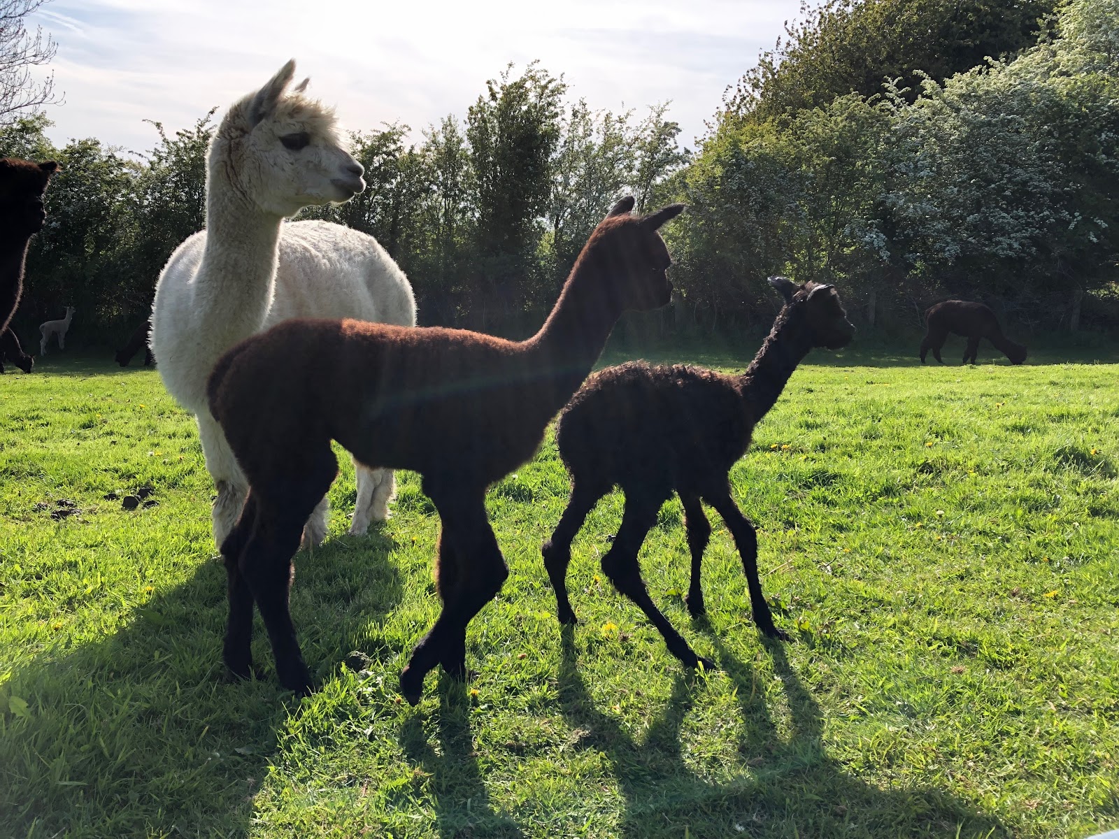 New Friends at Hushabye Farm