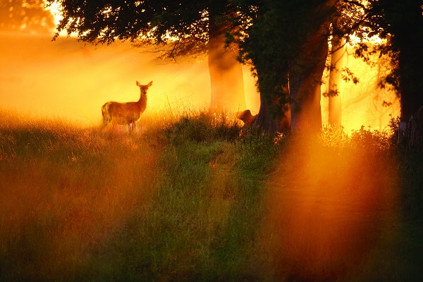 The Phoenix Park Dublin