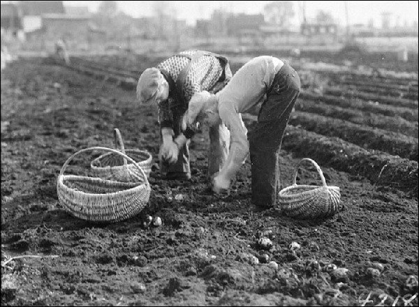 agricutural labourers in 1850